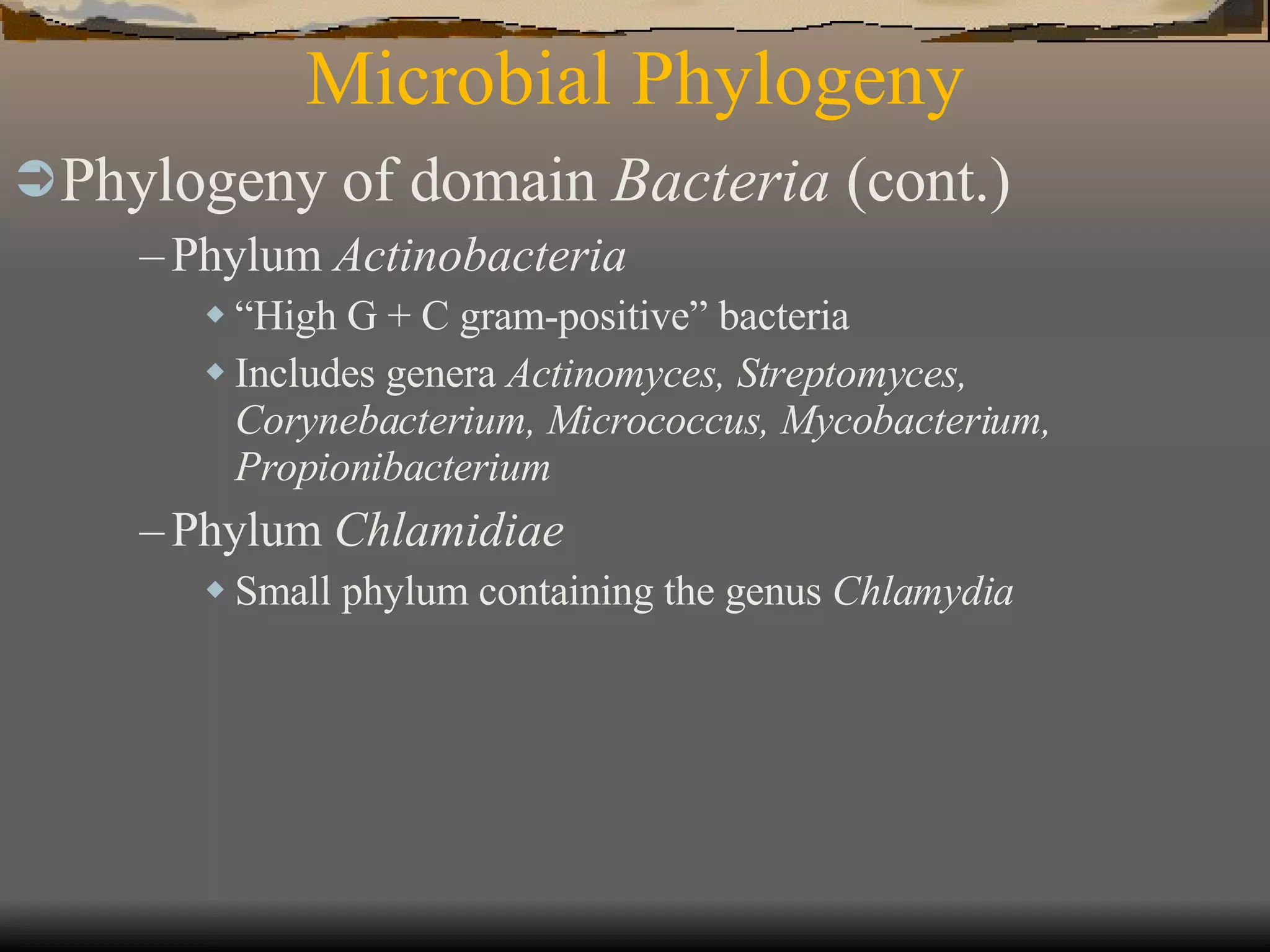 Microbial Phylogeny Phylogeny of domain  Bacteria  (cont.)   Phylum  Actinobacteria “ High G + C gram-positive” bacteria Includes genera  Actinomyces, Streptomyces, Corynebacterium, Micrococcus, Mycobacterium, Propionibacterium Phylum  Chlamidiae Small phylum containing the genus  Chlamydia 