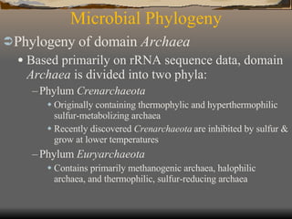Microbial Phylogeny Phylogeny of domain  Archaea Based primarily on rRNA sequence data, domain  Archaea  is divided into two phyla: Phylum  Crenarchaeota Originally containing thermophylic and hyperthermophilic sulfur-metabolizing archaea Recently discovered  Crenarchaeota  are inhibited by sulfur & grow at lower temperatures Phylum  Euryarchaeota Contains primarily methanogenic archaea, halophilic archaea, and thermophilic, sulfur-reducing archaea 