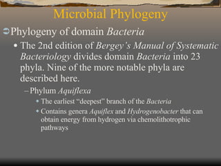 Microbial Phylogeny Phylogeny of domain  Bacteria The 2nd edition of  Bergey’s Manual of Systematic Bacteriology  divides domain  Bacteria  into 23 phyla. Nine of the more notable phyla are described here. Phylum  Aquiflexa The earliest “deepest” branch of the  Bacteria Contains genera  Aquiflex  and  Hydrogenobacter  that can obtain energy from hydrogen via chemolithotrophic pathways  
