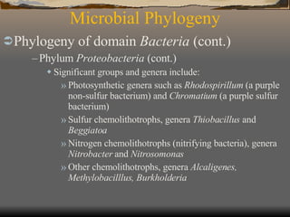 Microbial Phylogeny Phylogeny of domain  Bacteria  (cont.)   Phylum  Proteobacteria  (cont.) Significant groups and genera include: Photosynthetic genera such as  Rhodospirillum  (a purple non-sulfur bacterium) and  Chromatium  (a purple sulfur bacterium) Sulfur chemolithotrophs, genera  Thiobacillus  and  Beggiatoa Nitrogen chemolithotrophs (nitrifying bacteria), genera  Nitrobacter  and  Nitrosomonas Other chemolithotrophs, genera  Alcaligenes, Methylobacilllus, Burkholderia 