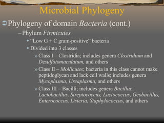 Microbial Phylogeny Phylogeny of domain  Bacteria  (cont.)   Phylum  Firmicutes “ Low G + C gram-positive” bacteria  Divided into 3 classes Class I – Clostridia; includes genera  Clostridium  and  Desulfotomaculatum,  and others Class II –  Mollicutes ; bacteria in this class cannot make peptidoglycan and lack cell walls; includes genera  Mycoplasma, Ureaplasma,  and others Class III – Bacilli; includes genera  Bacillus, Lactobacillus, Streptococcus, Lactococcus, Geobacillus, Enterococcus, Listeria, Staphylococcus , and others 