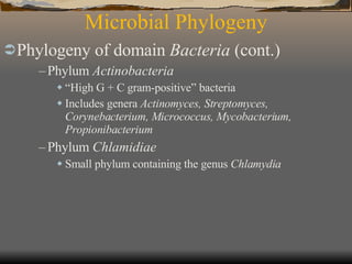 Microbial Phylogeny Phylogeny of domain  Bacteria  (cont.)   Phylum  Actinobacteria “ High G + C gram-positive” bacteria Includes genera  Actinomyces, Streptomyces, Corynebacterium, Micrococcus, Mycobacterium, Propionibacterium Phylum  Chlamidiae Small phylum containing the genus  Chlamydia 