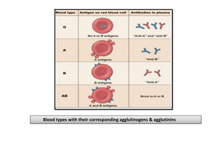 Blood Coagulation , ABO blood group & Rh factor | PDF
