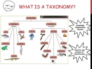 Designing a Taxonomy For a Company's Website | PPTX
