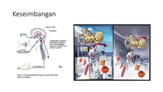 micro teaching vestibular disorder and defect on system vestibular | PPTX