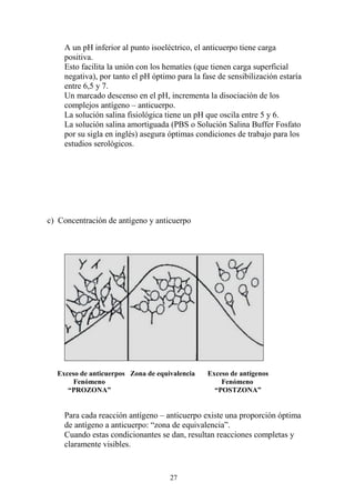 27
A un pH inferior al punto isoeléctrico, el anticuerpo tiene carga
positiva.
Esto facilita la unión con los hematíes (que tienen carga superficial
negativa), por tanto el pH óptimo para la fase de sensibilización estaría
entre 6,5 y 7.
Un marcado descenso en el pH, incrementa la disociación de los
complejos antígeno – anticuerpo.
La solución salina fisiológica tiene un pH que oscila entre 5 y 6.
La solución salina amortiguada (PBS o Solución Salina Buffer Fosfato
por su sigla en inglés) asegura óptimas condiciones de trabajo para los
estudios serológicos.
c) Concentración de antígeno y anticuerpo
Exceso de anticuerpos Zona de equivalencia Exceso de antígenos
Fenómeno Fenómeno
“PROZONA” “POSTZONA”
Para cada reacción antígeno – anticuerpo existe una proporción óptima
de antígeno a anticuerpo: “zona de equivalencia”.
Cuando estas condicionantes se dan, resultan reacciones completas y
claramente visibles.
 