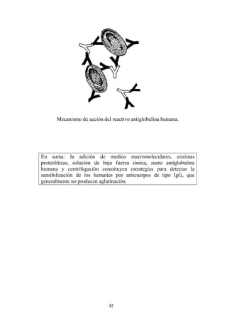42
Mecanismo de acción del reactivo antiglobulina humana.
En suma: la adición de medios macromoleculares, enzimas
proteolíticas, solución de baja fuerza iónica, suero antiglobulina
humana y centrifugación constituyen estrategias para detectar la
sensibilización de los hematíes por anticuerpos de tipo IgG, que
generalmente no producen aglutinación.
 