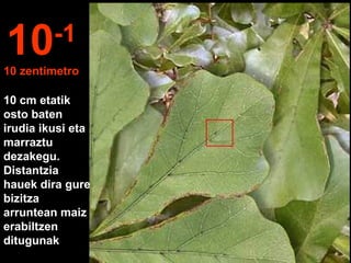10 cm etatik
osto baten
irudia ikusi eta
marraztu
dezakegu.
Distantzia
hauek dira gure
bizitza
arruntean maiz
erabiltzen
ditugunak
10-1
10 zentimetro
 
