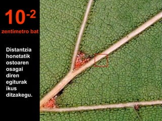 Distantzia
honetatik
ostoaren
osagai
diren
egiturak
ikus
ditzakegu.
10-2
zentimetro bat
 