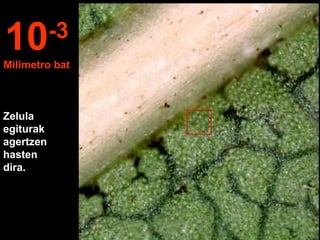 Zelula
egiturak
agertzen
hasten
dira.
10-3
Milimetro bat
 