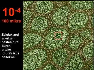 Zelulak argi
agertzen
hasten dira.
Euren
arteko
loturak ikus
daitezke.
10-4
100 mikra
 