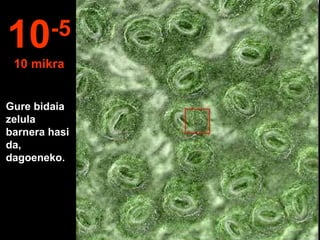 Gure bidaia
zelula
barnera hasi
da,
dagoeneko.
10-5
10 mikra
 