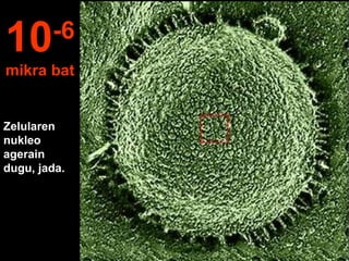 Zelularen
nukleo
agerain
dugu, jada.
10-6
mikra bat
 