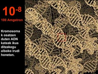 Kromosoma
k osatzen
duten ADN
kateak ikus
ditzakegu
alboko irudi
honetan.
10-8
100 Amgstron
 