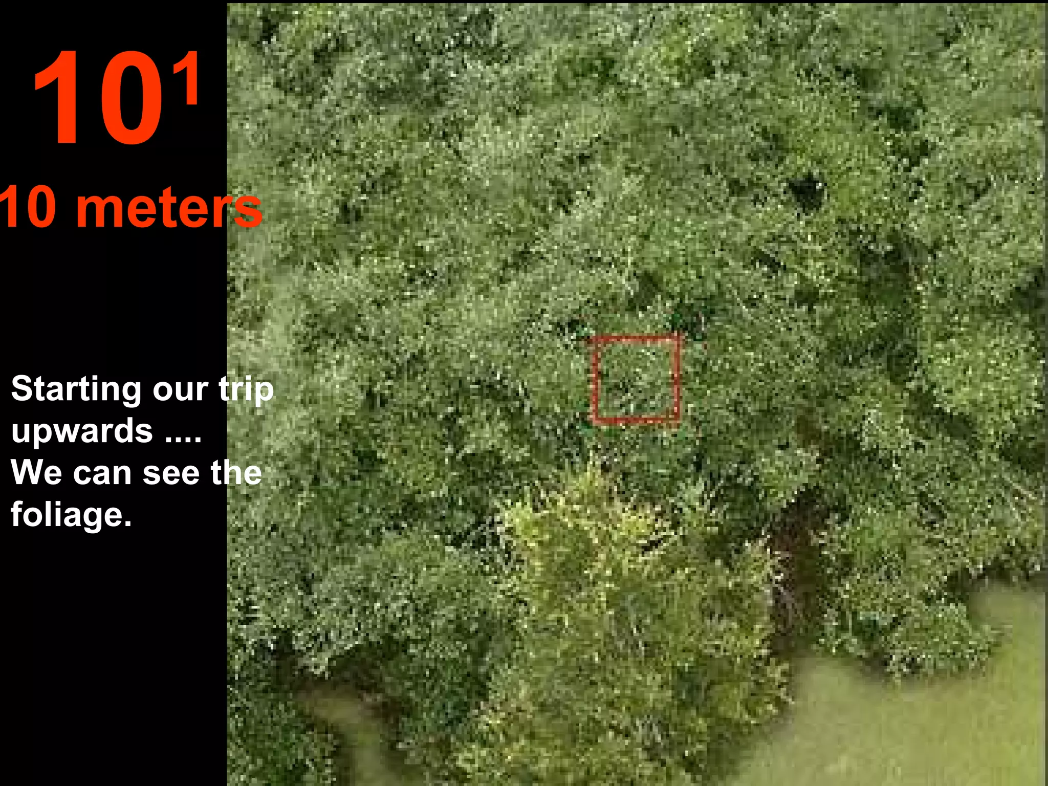 Starting our trip upwards ....  We can see the foliage. 10 1   10 meters 