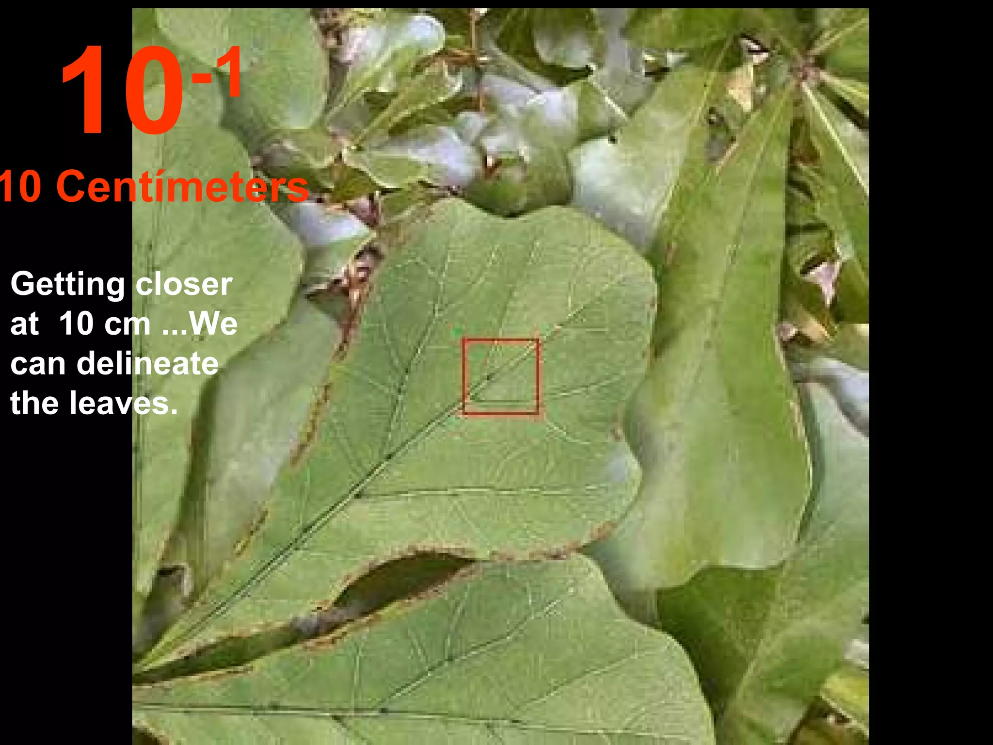 Getting closer at  10 cm ...We can delineate the leaves. 10 -1 10 Centímeters 