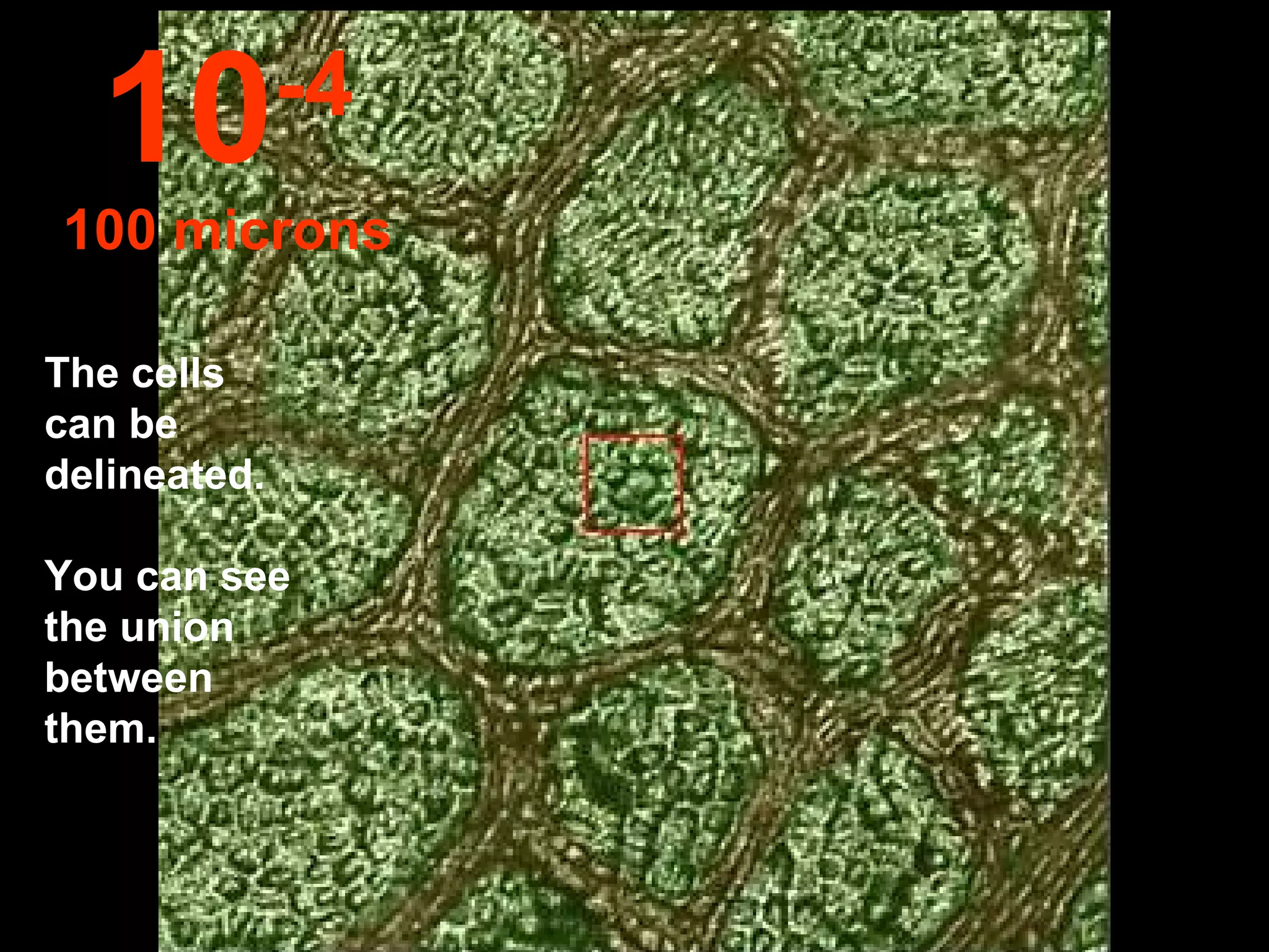 The cells can be delineated.  You can see the union between them. 10 -4 100 microns 