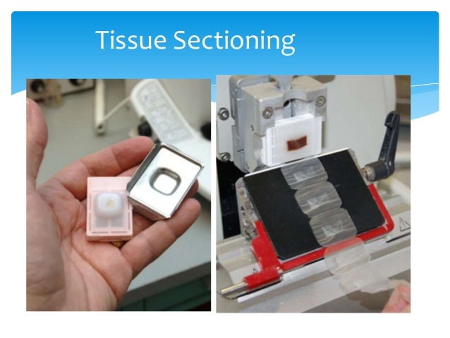 tissue sectioning 5