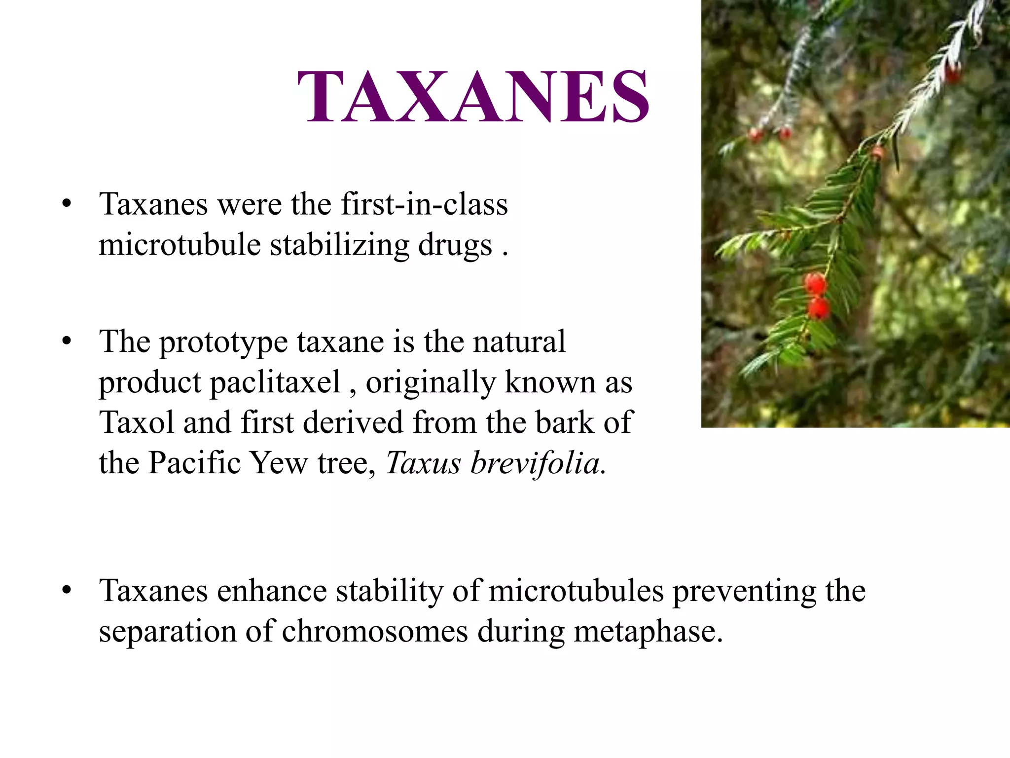Microtubule inhibitors | PPTX