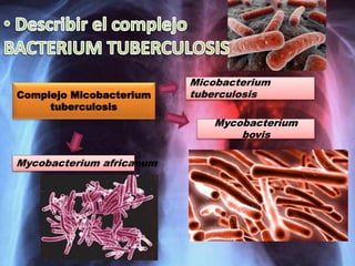 Micobacterium
tuberculosis
Mycobacterium
bovis
Mycobacterium africanum
Complejo Micobacterium
tuberculosis
 