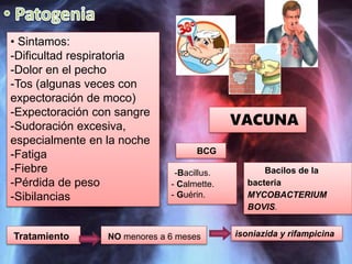 • Sintamos:
-Dificultad respiratoria
-Dolor en el pecho
-Tos (algunas veces con
expectoración de moco)
-Expectoración con sangre
-Sudoración excesiva,
especialmente en la noche
-Fatiga
-Fiebre
-Pérdida de peso
-Sibilancias
VACUNA
Bacilos de la
bacteria
MYCOBACTERIUM
BOVIS.
BCG
-Bacillus.
- Calmette.
- Guérin.
Tratamiento NO menores a 6 meses isoniazida y rifampicina
 