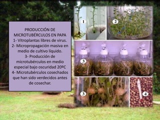 PRODUCCIÓN DE
 MICROTUBÉRCULOS EN PAPA
 1- Vitroplantas libres de virus.
2- Micropropagación masiva en
    medio de cultivo líquido.
        3- Producción de
   microtubérculos en medio
 especial bajo oscuridad 20ºC
4- Microtubérculos cosechados
que han sido verdecidos antes
          de cosechar.
 