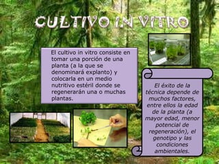El cultivo in vitro consiste en
tomar una porción de una
planta (a la que se
denominará explanto) y
colocarla en un medio
nutritivo estéril donde se            El éxito de la
regenerarán una o muchas          técnica depende de
plantas.                            muchos factores,
                                   entre ellos la edad
                                     de la planta (a
                                  mayor edad, menor
                                       potencial de
                                    regeneración), el
                                      genotipo y las
                                       condiciones
                                      ambientales.
 