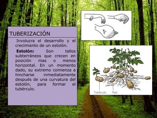 TUBERIZACIÓN
  Involucra el desarrollo y el
 crecimiento de un estolón.
  Estolón:       Son      tallos
 subterráneos que crecen en
 posición    mas     o   menos
 horizontal. En un momento
 dado, su extremo comienza a
 hincharse     inmediatamente
 después de una curvatura del
 estolón,   para    formar    el
 tubérculo.
 