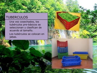 TUBERCULOS
 Una vez cosechados, los
 tubérculos pre-básicos se
 seleccionan y clasifican de
 acuerdo al tamaño.
 Los tubérculos se colocan en
 jabas.
 