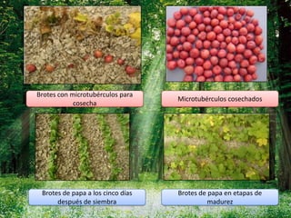 Brotes con microtubérculos para
                                   Microtubérculos cosechados
            cosecha




 Brotes de papa a los cinco días   Brotes de papa en etapas de
      después de siembra                     madurez
 