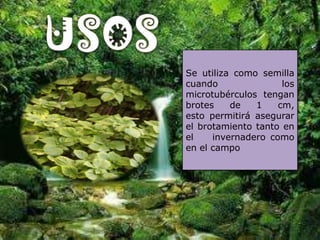 Se utiliza como semilla
cuando               los
microtubérculos tengan
brotes    de   1    cm,
esto permitirá asegurar
el brotamiento tanto en
el    invernadero como
en el campo
 