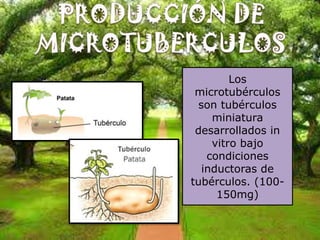 Los
 microtubérculos
 son tubérculos
    miniatura
 desarrollados in
    vitro bajo
   condiciones
  inductoras de
tubérculos. (100-
     150mg)
 
