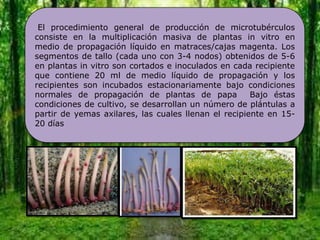 El procedimiento general de producción de microtubérculos
consiste en la multiplicación masiva de plantas in vitro en
medio de propagación líquido en matraces/cajas magenta. Los
segmentos de tallo (cada uno con 3-4 nodos) obtenidos de 5-6
en plantas in vitro son cortados e inoculados en cada recipiente
que contiene 20 ml de medio líquido de propagación y los
recipientes son incubados estacionariamente bajo condiciones
normales de propagación de plantas de papa            Bajo éstas
condiciones de cultivo, se desarrollan un número de plántulas a
partir de yemas axilares, las cuales llenan el recipiente en 15-
20 días
 