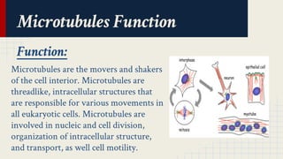 Microtubules Function 
Function: 
Microtubules are the movers and shakers 
of the cell interior. Microtubules are 
threadlike, intracellular structures that 
are responsible for various movements in 
all eukaryotic cells. Microtubules are 
involved in nucleic and cell division, 
organization of intracellular structure, 
and transport, as well cell motility. 
 
