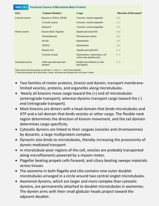  Two families of motor proteins, kinesin and dynein, transport membrane-
limited vesicles, proteins, and organelles along microtubules.
 Nearly all kinesins move cargo toward the (+) end of microtubules
(anterograde transport), whereas dyneins transport cargo toward the (-)
end (retrograde transport).
 Most kinesins are dimers with a head domain that binds microtubules and
ATP and a tail domain that binds vesicles or other cargo. The flexible neck
region determines the direction of kinesin movement, and the tail domain
determines cargo specificity.
 Cytosolic dyneins are linked to their cargoes (vesicles and chromosomes)
by dynactin, a large multiprotein complex.
 Dynactin also binds to microtubules, thereby increasing the processivity of
dynein-mediated transport.
 In microtubule-poor regions of the cell, vesicles are probably transported
along microfilaments powered by a myosin motor.
 Flagellar beating propels cells forward, and ciliary beating sweeps materials
across tissues.
 The axoneme in both flagella and cilia contains nine outer doublet
microtubules arranged in a circle around two central singlet microtubules.
 Axonemal dyneins, which are larger and more complex than cytosolic
dyneins, are permanently attached to doublet microtubules in axonemes.
The dynein arms with their small globular heads project toward the
adjacent doublet.
 