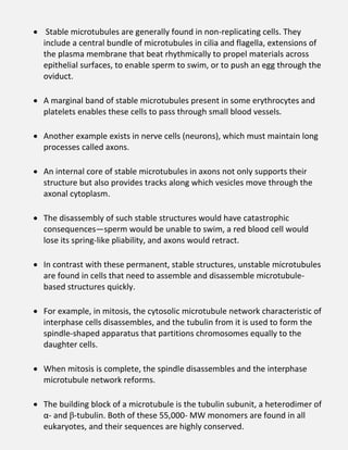  Stable microtubules are generally found in non-replicating cells. They
include a central bundle of microtubules in cilia and flagella, extensions of
the plasma membrane that beat rhythmically to propel materials across
epithelial surfaces, to enable sperm to swim, or to push an egg through the
oviduct.
 A marginal band of stable microtubules present in some erythrocytes and
platelets enables these cells to pass through small blood vessels.
 Another example exists in nerve cells (neurons), which must maintain long
processes called axons.
 An internal core of stable microtubules in axons not only supports their
structure but also provides tracks along which vesicles move through the
axonal cytoplasm.
 The disassembly of such stable structures would have catastrophic
consequences—sperm would be unable to swim, a red blood cell would
lose its spring-like pliability, and axons would retract.
 In contrast with these permanent, stable structures, unstable microtubules
are found in cells that need to assemble and disassemble microtubule-
based structures quickly.
 For example, in mitosis, the cytosolic microtubule network characteristic of
interphase cells disassembles, and the tubulin from it is used to form the
spindle-shaped apparatus that partitions chromosomes equally to the
daughter cells.
 When mitosis is complete, the spindle disassembles and the interphase
microtubule network reforms.
 The building block of a microtubule is the tubulin subunit, a heterodimer of
α- and β-tubulin. Both of these 55,000- MW monomers are found in all
eukaryotes, and their sequences are highly conserved.
 