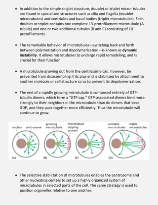  In addition to the simple singlet structure, doublet or triplet micro- tubules
are found in specialized structures such as cilia and flagella (doublet
microtubules) and centrioles and basal bodies (triplet microtubules). Each
doublet or triplet contains one complete 13-protofilament microtubule (A
tubule) and one or two additional tubules (B and C) consisting of 10
protofilaments.
 The remarkable behavior of microtubules—switching back and forth
between polymerization and depolymerization—is known as dynamic
instability. It allows microtubules to undergo rapid remodeling, and is
crucial for their function.
 A microtubule growing out from the centrosome can, however, be
prevented from disassembling if its plus end is stabilized by attachment to
another molecule or cell structure so as to prevent its depolymerization.
 The end of a rapidly growing microtubule is composed entirely of GTP-
tubulin dimers, which form a “GTP cap.” GTP-associated dimers bind more
strongly to their neighbors in the microtubule than do dimers that bear
GDP, and they pack together more efficiently. Thus the microtubule will
continue to grow.
 The selective stabilization of microtubules enables the centrosome and
other nucleating centers to set up a highly organized system of
microtubules in selected parts of the cell. The same strategy is used to
position organelles relative to one another.
 