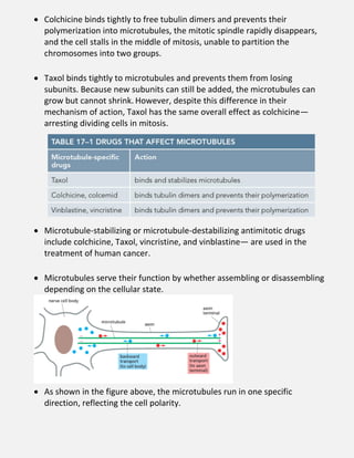  Colchicine binds tightly to free tubulin dimers and prevents their
polymerization into microtubules, the mitotic spindle rapidly disappears,
and the cell stalls in the middle of mitosis, unable to partition the
chromosomes into two groups.
 Taxol binds tightly to microtubules and prevents them from losing
subunits. Because new subunits can still be added, the microtubules can
grow but cannot shrink. However, despite this difference in their
mechanism of action, Taxol has the same overall effect as colchicine—
arresting dividing cells in mitosis.
 Microtubule-stabilizing or microtubule-destabilizing antimitotic drugs
include colchicine, Taxol, vincristine, and vinblastine— are used in the
treatment of human cancer.
 Microtubules serve their function by whether assembling or disassembling
depending on the cellular state.
 As shown in the figure above, the microtubules run in one specific
direction, reflecting the cell polarity.
 