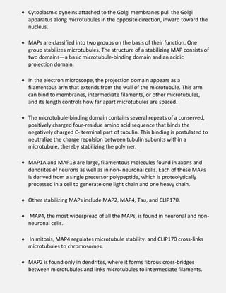  Cytoplasmic dyneins attached to the Golgi membranes pull the Golgi
apparatus along microtubules in the opposite direction, inward toward the
nucleus.
 MAPs are classified into two groups on the basis of their function. One
group stabilizes microtubules. The structure of a stabilizing MAP consists of
two domains—a basic microtubule-binding domain and an acidic
projection domain.
 In the electron microscope, the projection domain appears as a
filamentous arm that extends from the wall of the microtubule. This arm
can bind to membranes, intermediate filaments, or other microtubules,
and its length controls how far apart microtubules are spaced.
 The microtubule-binding domain contains several repeats of a conserved,
positively charged four-residue amino acid sequence that binds the
negatively charged C- terminal part of tubulin. This binding is postulated to
neutralize the charge repulsion between tubulin subunits within a
microtubule, thereby stabilizing the polymer.
 MAP1A and MAP1B are large, filamentous molecules found in axons and
dendrites of neurons as well as in non- neuronal cells. Each of these MAPs
is derived from a single precursor polypeptide, which is proteolytically
processed in a cell to generate one light chain and one heavy chain.
 Other stabilizing MAPs include MAP2, MAP4, Tau, and CLIP170.
 MAP4, the most widespread of all the MAPs, is found in neuronal and non-
neuronal cells.
 In mitosis, MAP4 regulates microtubule stability, and CLIP170 cross-links
microtubules to chromosomes.
 MAP2 is found only in dendrites, where it forms fibrous cross-bridges
between microtubules and links microtubules to intermediate filaments.
 