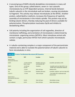  A second group of MAPs directly destabilizes microtubules in many cell
types. One of this group, called katanin, severs in- tact cytosolic
microtubules by an ATP-dependent process. Internal bonds between
tubulin subunits in the microtubule wall are broken, causing microtubules
to fragment. This activity may release microtubules at the MTOC. Another
protein, called Op18 or stathmin, increases the frequency of rapid dis-
assembly of microtubules in the mitotic spindle. This protein may act by
binding tubulin dimers, thereby reducing the pool of dimers available for
polymerization. Phosphorylation inactivates Op18 and inhibits its
destabilizing effect.
 Cell polarity including the organization of cell organelles, direction of
membrane trafficking, and orientation of microtubules is determined by
microtubule- organizing centers (MTOCs). Most interphase animal cells
contain a single, perinuclear MTOC from which cytosolic microtubules
radiate.
 A -tubulin–containing complex is a major component of the pericentriolar
material and is able to nucleate the polymerization of tubulin subunits to
form microtubules in vitro.
 