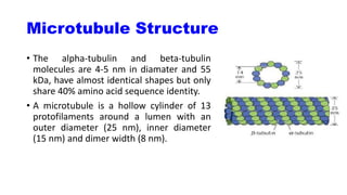 Microtubule Structure
• The alpha-tubulin and beta-tubulin
molecules are 4-5 nm in diamater and 55
kDa, have almost identical shapes but only
share 40% amino acid sequence identity.
• A microtubule is a hollow cylinder of 13
protofilaments around a lumen with an
outer diameter (25 nm), inner diameter
(15 nm) and dimer width (8 nm).
 