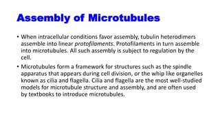 Assembly of Microtubules
• When intracellular conditions favor assembly, tubulin heterodimers
assemble into linear protofilaments. Protofilaments in turn assemble
into microtubules. All such assembly is subject to regulation by the
cell.
• Microtubules form a framework for structures such as the spindle
apparatus that appears during cell division, or the whip like organelles
known as cilia and flagella. Cilia and flagella are the most well-studied
models for microtubule structure and assembly, and are often used
by textbooks to introduce microtubules.
 