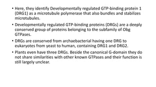 • Here, they identify Developmentally regulated GTP-binding protein 1
(DRG1) as a microtubule polymerase that also bundles and stabilizes
microtubules.
• Developmentally regulated GTP-binding proteins (DRGs) are a deeply
conserved group of proteins belonging to the subfamily of Obg
GTPases.
• DRGs are conserved from archaebacterial having one DRG to
eukaryotes from yeast to human, containing DRG1 and DRG2.
• Plants even have three DRGs. Beside the canonical G-domain they do
not share similarities with other known GTPases and their function is
still largely unclear.
 