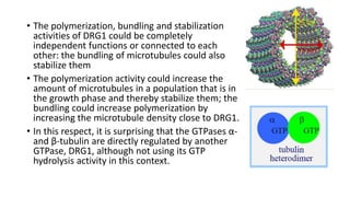 • The polymerization, bundling and stabilization
activities of DRG1 could be completely
independent functions or connected to each
other: the bundling of microtubules could also
stabilize them
• The polymerization activity could increase the
amount of microtubules in a population that is in
the growth phase and thereby stabilize them; the
bundling could increase polymerization by
increasing the microtubule density close to DRG1.
• In this respect, it is surprising that the GTPases α-
and β-tubulin are directly regulated by another
GTPase, DRG1, although not using its GTP
hydrolysis activity in this context.
 