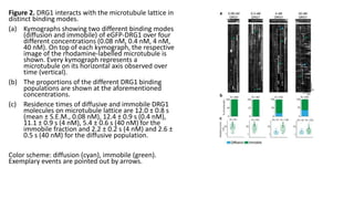 Figure 2. DRG1 interacts with the microtubule lattice in
distinct binding modes.
(a) Kymographs showing two different binding modes
(diffusion and immobile) of eGFP-DRG1 over four
different concentrations (0.08 nM, 0.4 nM, 4 nM,
40 nM). On top of each kymograph, the respective
image of the rhodamine-labelled microtubule is
shown. Every kymograph represents a
microtubule on its horizontal axis observed over
time (vertical).
(b) The proportions of the different DRG1 binding
populations are shown at the aforementioned
concentrations.
(c) Residence times of diffusive and immobile DRG1
molecules on microtubule lattice are 12.0 ± 0.8 s
(mean ± S.E.M., 0.08 nM), 12.4 ± 0.9 s (0.4 nM),
11.1 ± 0.9 s (4 nM), 5.4 ± 0.6 s (40 nM) for the
immobile fraction and 2.2 ± 0.2 s (4 nM) and 2.6 ±
0.5 s (40 nM) for the diffusive population.
Color scheme: diffusion (cyan), immobile (green).
Exemplary events are pointed out by arrows.
 
