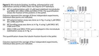 Figure 6. Microtubule binding, bundling, polymerization and
stabilization activity of DRG1 does not require GTP hydrolysis.
(a) MT co-sedimentation with 12 μM taxol-stabilized microtubules
and DRG1 WT, DRG1 S78N and DRG1 P73V. The quantification
shows the fraction of the proteins in the pellet.
Columns represent the average of three independent experiments,
individual data points are indicated.
(a) MT-polymerization assay was done as in Fig. 4 using 1 μM DRG1
WT, S78N and P73V.
(b) MT bundling assay was done as in Fig. 4 using 1 μM DRG1 WT,
S78N and P73V.
(c) DRG1 S78N and DRG1 P73V were employed in the microtubule
stabilization assay as in Fig. 5.
The quantification shows the tubulin fraction found in the pellet.
Columns represent the average of four independent experiments,
individual data points are indicated.
 