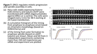 Figure 7. DRG1 regulates mitotic progression
and spindle assembly in cells.
(a) HeLa cells stably expressing histone
H2B-mCherry and tubulin-eGFP were
transfected with siRNA oligonucleotides
against DRG1 or a control. The cells were
imaged every 3 min for 48 h starting at
24 h post-transfection.
(b) A cumulative histogram of the timing
from prophase to anaphase onset based
on chromatin morphology (based on
H2BmCherry) and
(c) of the timing from aster formation to
anaphase spindle (based on eGFP-
tubulin) are shown. Mean and SD from 3
independent experiments containing
more than 150 cell trajectories per
siRNA and experiment are plotted.
 