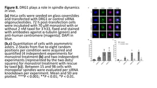 Figure 8. DRG1 plays a role in spindle dynamics
in vivo.
(a) HeLa cells were seeded on glass coverslides
and transfected with DRG1 or control siRNA
oligonucleotides. 72 h post-transfection cells
were incubated with 70 μM monastrol with or
without 2 nM taxol for 3 h33, fixed and stained
with antibodies against α-tubulin (green) and
anti-human centromere (magenta). DAPI in
blue.
(b,c) Quantitation of cells with asymmetric
asters. Z-Stacks from five to eight random
positions per condition were acquired and
quantified (4 independent experiments for
monastrol treatment (b) and two independent
experiments (represented by the two dots/
squares) for monastrol treatment with rescue
by taxol (c)). Between 15 and 98 cells with
monopolar spindles were evaluated per siRNA
knockdown per experiment. Mean and SD are
plotted. ***P < 0.001; **P < 0.01; *P < 0.01.
 