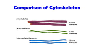 Comparison of Cytoskeleton
 