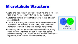 Microtubule Structure
• Alpha and beta tubulin spontaneously bind one another to
form a functional subunit that we call a heterodimer.
• A heterodimer is a protein that consists of two different
gene products.
• The term is entirely descriptive - the prefix hetero-means
"different," the prefix di- means "two," and the suffix -
mer refers to a unit, in this case a single polypeptide.
• Obviously, cells do not continue to make tubulin (or any
other protein) until they run out of resources. Some
process must regulate the synthesis of tubulin. A common
regulatory mechanism is feedback inhibition.
 
